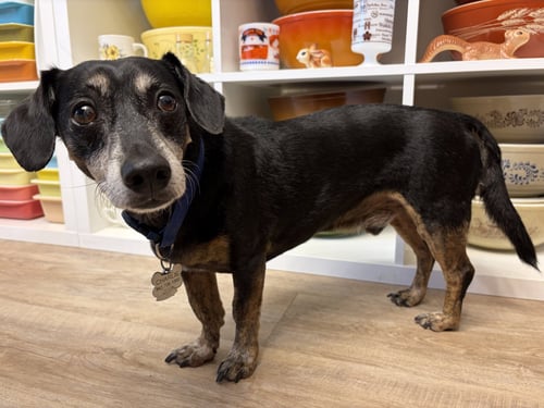 CHARLIE - Dachshund / Beagle available for adoption