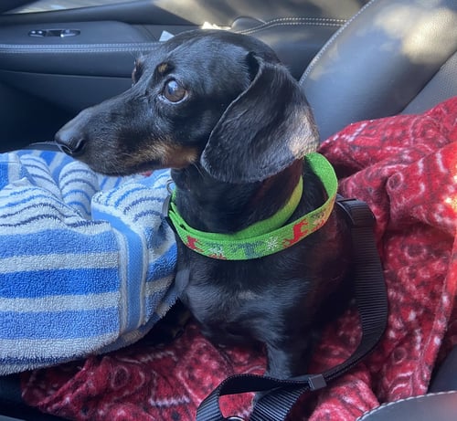 FLYNN - Dachshund available for adoption