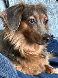 Benji - Photo 2