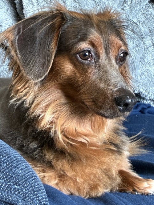 BENJI - Dachshund available for adoption