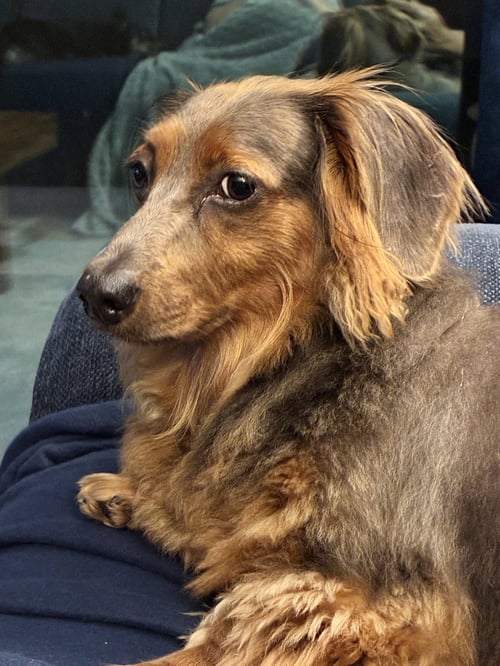 BENJI - Dachshund for adoption in Tampa