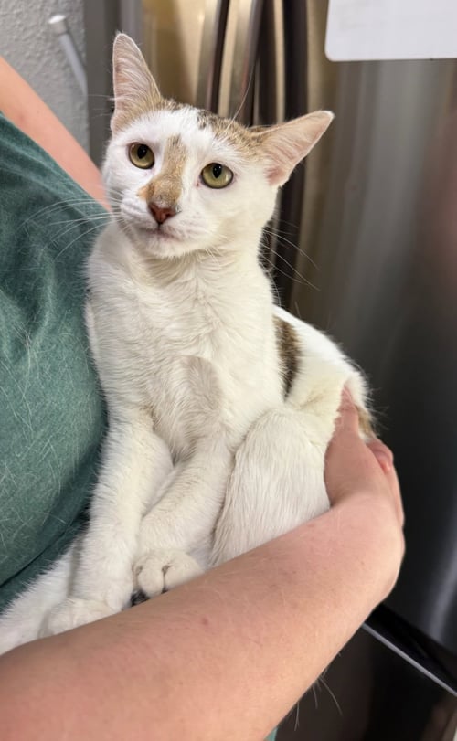 MABELL - Domestic Medium Hair available for adoption