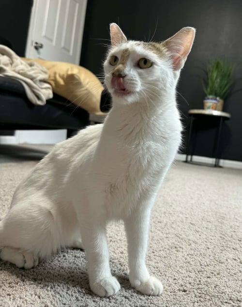 MABELL - Domestic Medium Hair available for adoption