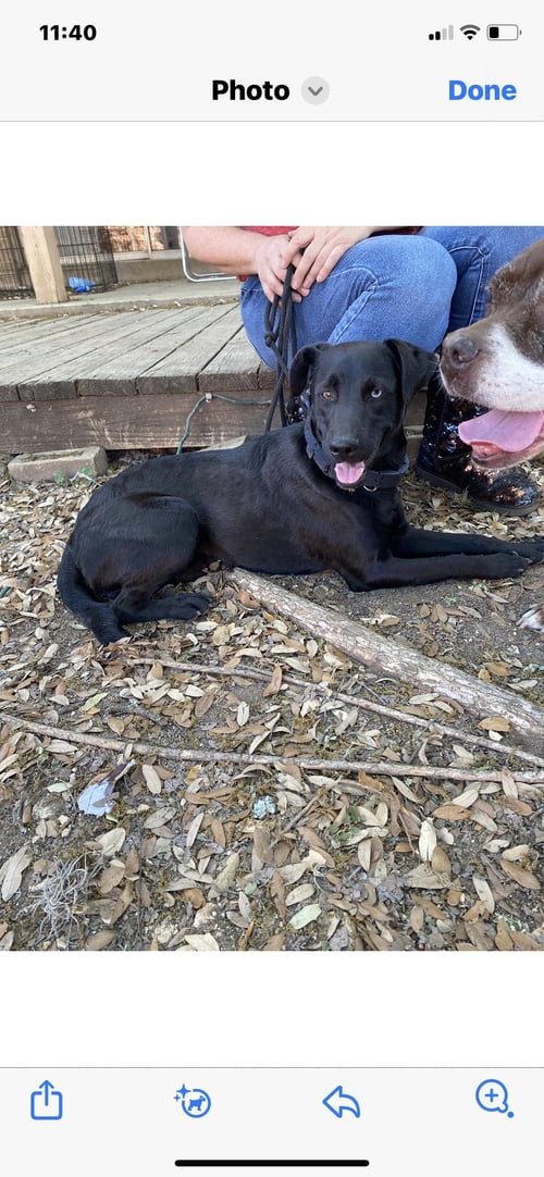 NERO - Black Labrador Retriever / Australian Shepherd for adoption in San Antonio