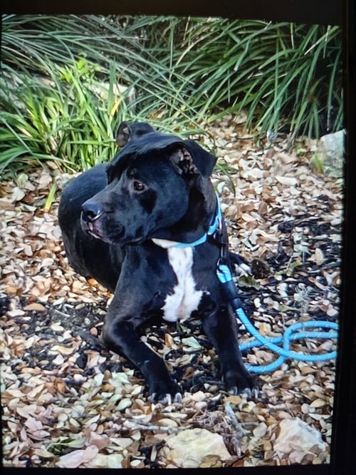 CHRIS - Boxer / Labrador Retriever available for adoption