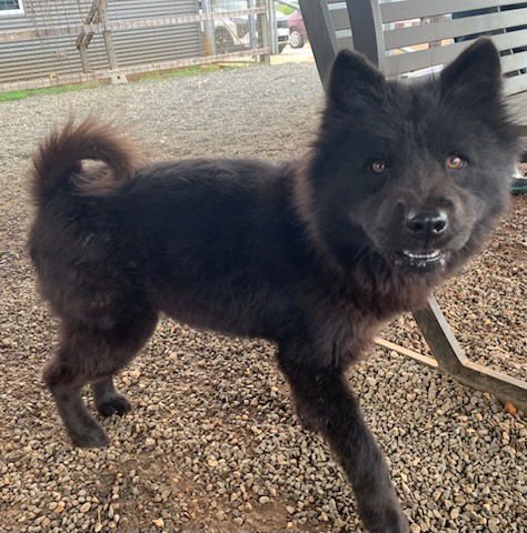 PERSEPHONE - Chow Chow available for adoption