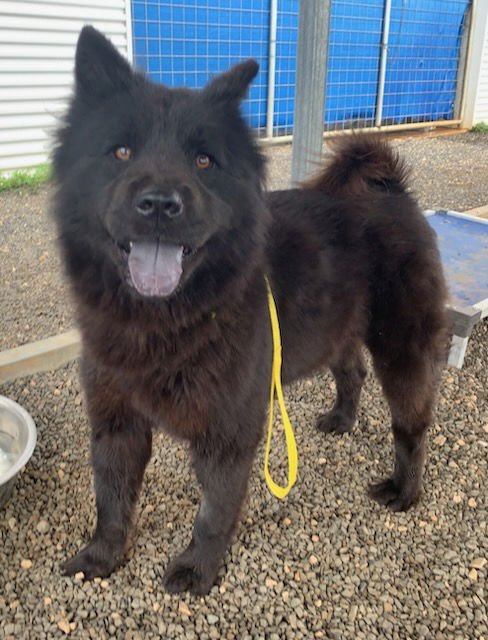 PERSEPHONE - Chow Chow available for adoption