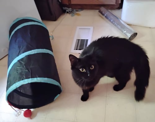 ONYX - Domestic Medium Hair available for adoption