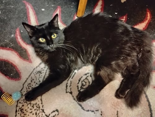 ONYX - Domestic Medium Hair available for adoption