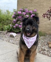 Sammy - Photo 1