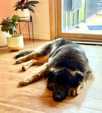 Sammy - Photo 4
