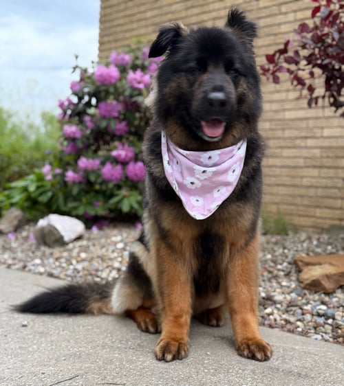 SAMMY - German Shepherd Dog available for adoption