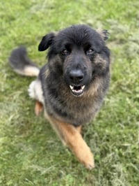 Sammy - Photo 10