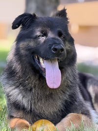 Sammy - Photo 11