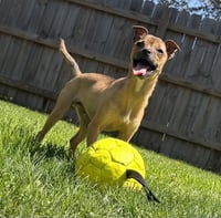 Luigi - Photo 1