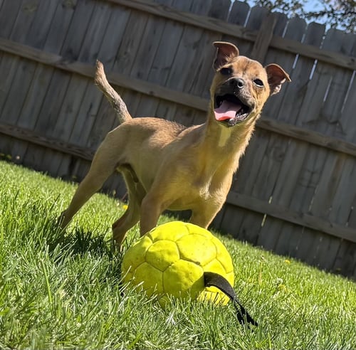 LUIGI - Chihuahua / Bulldog for adoption in Cleveland