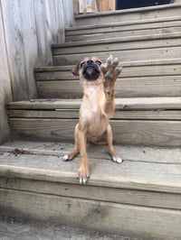 Luigi - Photo 11