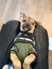 Luigi - Photo 3