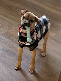 Luigi - Photo 4
