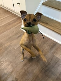 Luigi - Photo 5