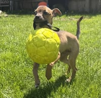 Luigi - Photo 6