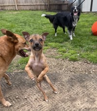 Luigi - Photo 7