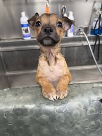 Luigi - Photo 8
