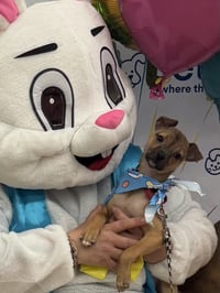 Luigi - Photo 9