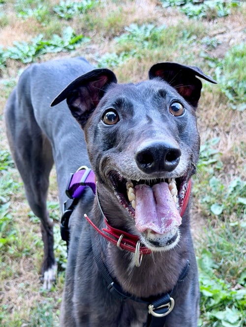 LUCY - Greyhound available for adoption