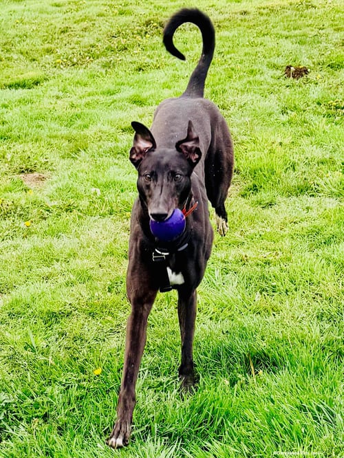 LUCY - Greyhound available for adoption