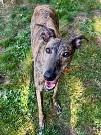 Lilly - Photo 4