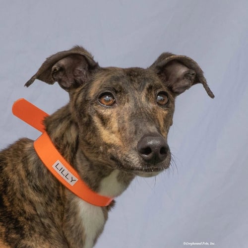 LILLY - Greyhound available for adoption