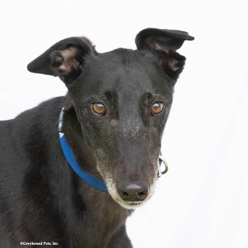 JASPER - Greyhound for adoption in Everett
