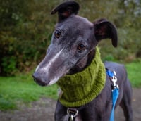 Alfie - Photo 3