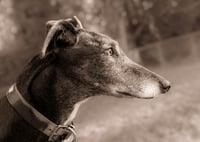 Alfie - Photo 2