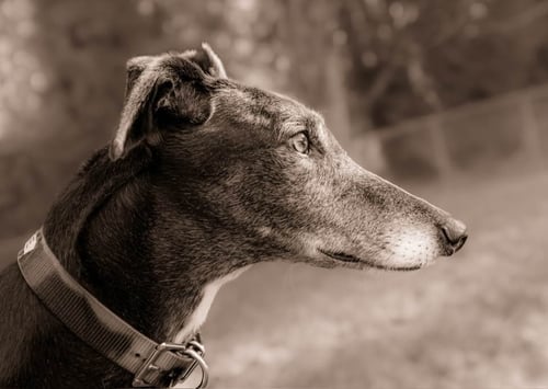 ALFIE - Greyhound available for adoption