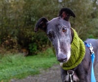 Alfie - Photo 4