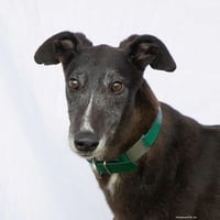 Alfie - Photo 1