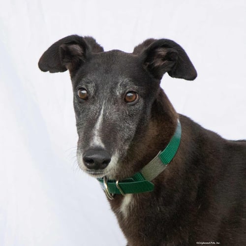 ALFIE - Greyhound available for adoption