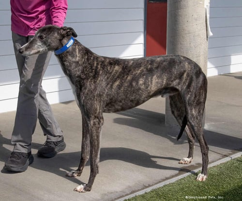 KENZO - Greyhound available for adoption