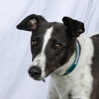 Bridie - Photo 1