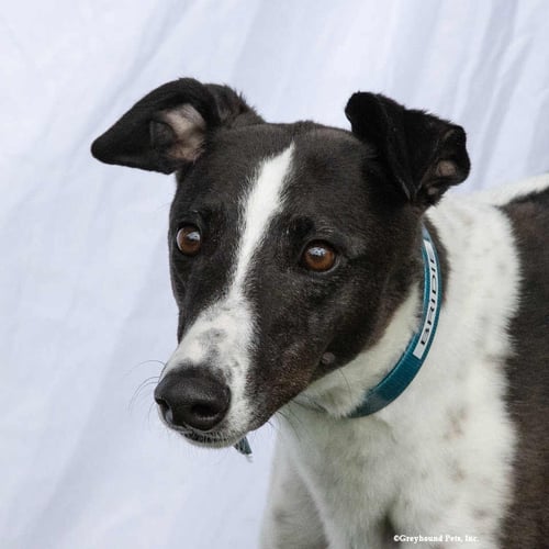 BRIDIE - Greyhound available for adoption