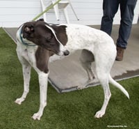 Bridie - Photo 2