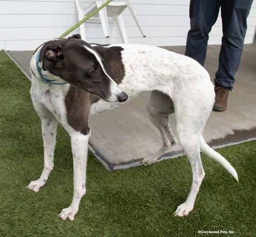 BRIDIE - Greyhound available for adoption