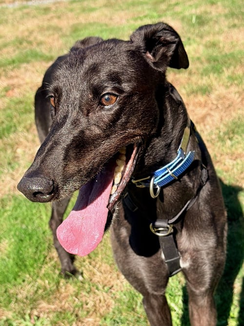 HARRY - Greyhound available for adoption
