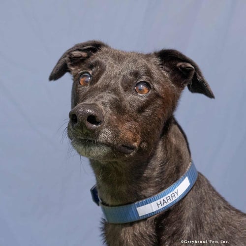 HARRY - Greyhound available for adoption