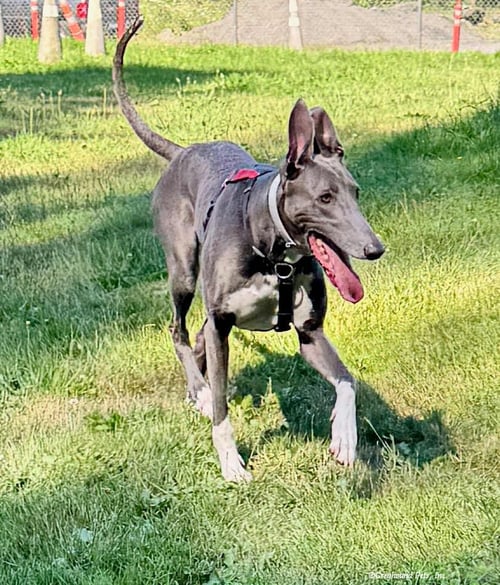 EBONY - Greyhound available for adoption