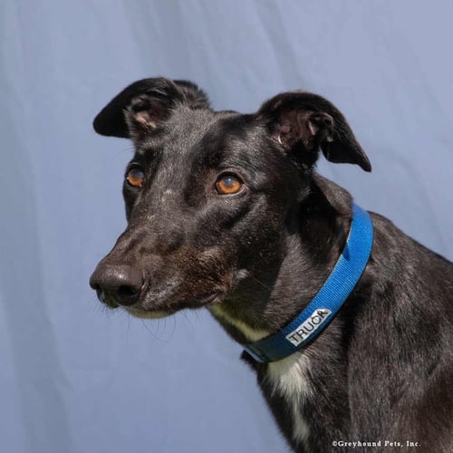 TRUCK - Greyhound available for adoption