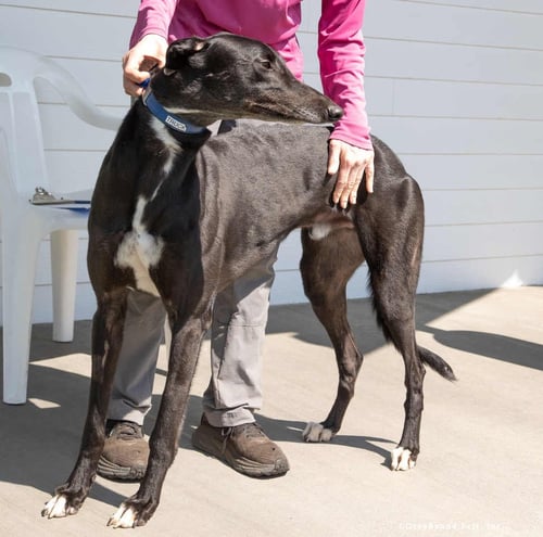 TRUCK - Greyhound available for adoption