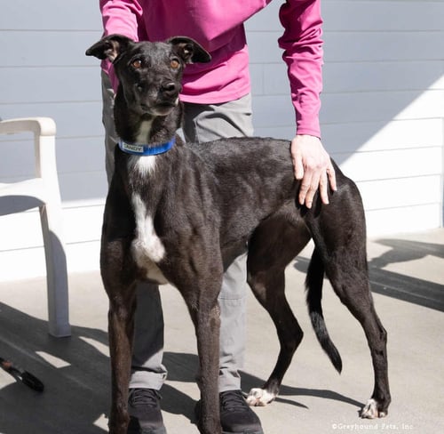 CANDY - Greyhound available for adoption